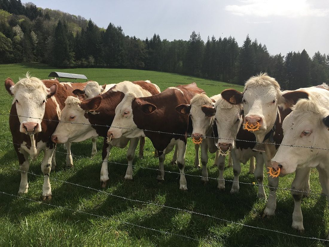 De nombreuses vaches de Côte d'Or pointeront leurs museaux au salon de l'agriculture 